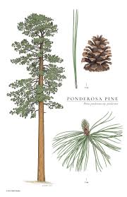 Attēlu rezultāti vaicājumam “Pinus ponderosa fruit”