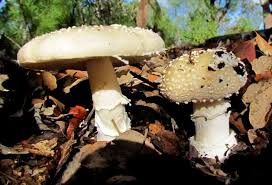 Attēlu rezultāti vaicājumam “Amanita pantherina”