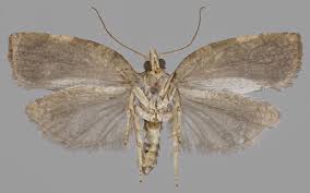 Attēlu rezultāti vaicājumam “Pandemis cinnamomeana female”