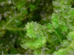 Attēlu rezultāti vaicājumam “Barbilophozia lycopodioides”