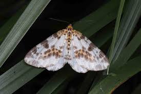 Attēlu rezultāti vaicājumam “Abraxas sylvata imago”