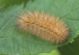 Attēlu rezultāti vaicājumam “Spilosoma lutea”