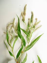 Attēlu rezultāti vaicājumam “Persicaria lapathifolia fruit”