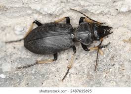 Attēlu rezultāti vaicājumam “Dasytes caeruleus imago”