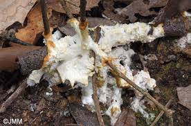 Attēlu rezultāti vaicājumam “Sebacina incrustans”