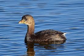 Image result for Podilymbus podiceps