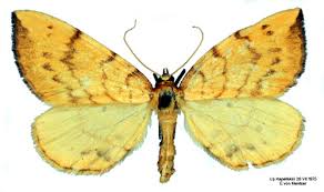 Attēlu rezultāti vaicājumam “Eulithis pyraliata”