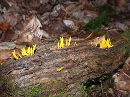 Attēlu rezultāti vaicājumam “Calocera cornea”