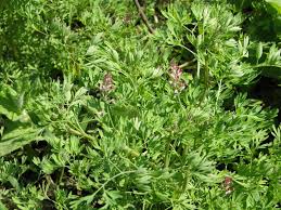 Attēlu rezultāti vaicājumam “Fumaria officinalis”