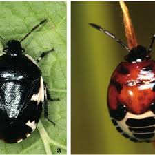Attēlu rezultāti vaicājumam “Tritomegas bicolor nymph”