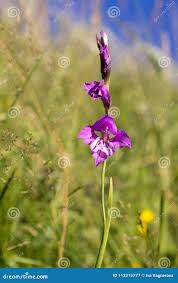 Attēlu rezultāti vaicājumam “Gladiolus imbricatus bud”