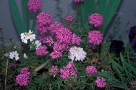Image result for Iberis umbellata
