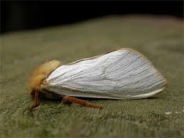 Attēlu rezultāti vaicājumam “Hepialus humuli male”