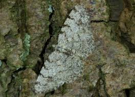 Attēlu rezultāti vaicājumam “Aethalura punctulata”