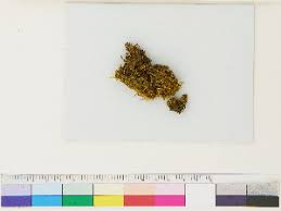 Attēlu rezultāti vaicājumam “Lophozia laxa”