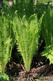 Attēlu rezultāti vaicājumam “Matteuccia struthiopteris”