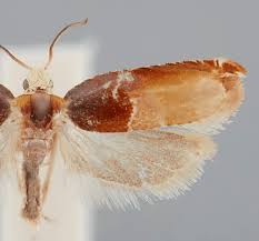 Attēlu rezultāti vaicājumam “Ancylis apicella”