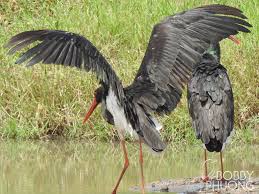 Attēlu rezultāti vaicājumam “Ciconia nigra adult”
