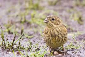 Attēlu rezultāti vaicājumam “Emberiza citrinella juvenile”