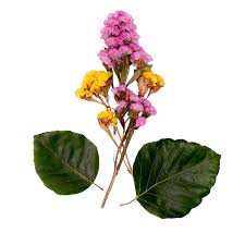 Attēlu rezultāti vaicājumam “Chenopodium rubrum flower”