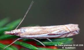 Attēlu rezultāti vaicājumam “Crambus hamella”