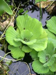 Attēlu rezultāti vaicājumam “Pistia stratiotes”