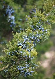 Attēlu rezultāti vaicājumam “Juniperus communis male flower”