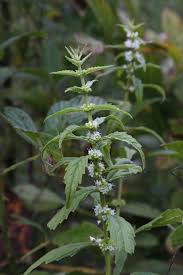 Attēlu rezultāti vaicājumam “Lycogala succineum”