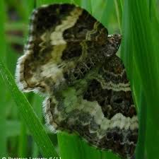 Attēlu rezultāti vaicājumam “Epirrhoe”