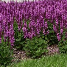 Attēlu rezultāti vaicājumam “Salvia nemorosa fruit”
