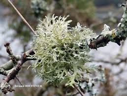 Attēlu rezultāti vaicājumam “Evernia prunastri”