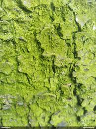 Attēlu rezultāti vaicājumam “Pleurococcus vulgaris”