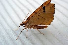 Attēlu rezultāti vaicājumam “Eulithis mellinata”