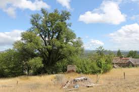 Attēlu rezultāti vaicājumam “Ulmus minor”