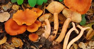 Attēlu rezultāti vaicājumam “Russulales”