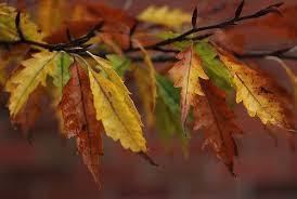 Attēlu rezultāti vaicājumam “Fagus sylvatica fo. laciniata leaf”