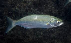 Image result for Pomatomus saltatrix