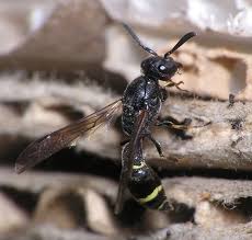 Attēlu rezultāti vaicājumam “Symmorphus sp.”