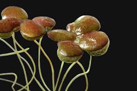 Attēlu rezultāti vaicājumam “Lemna gibba”