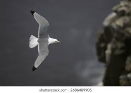 Attēlu rezultāti vaicājumam “Rissa tridactyla adult”