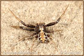 Attēlu rezultāti vaicājumam “Xysticus cristatus”