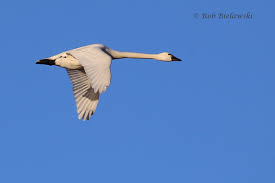 Attēlu rezultāti vaicājumam “Cygnus columbianus adult”