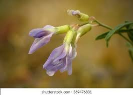 Attēlu rezultāti vaicājumam “Astragalus arenarius flower”