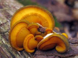 Attēlu rezultāti vaicājumam “Panellus serotinus”