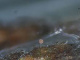 Attēlu rezultāti vaicājumam “Diachea subsessilis spores”