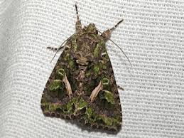 Attēlu rezultāti vaicājumam “Trachea atriplicis”