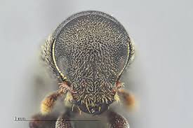 Attēlu rezultāti vaicājumam “Scolytidae”