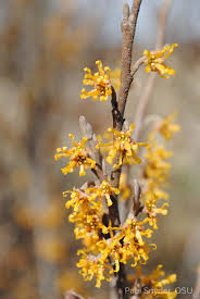 Attēlu rezultāti vaicājumam “Hamamelis vernalis flower”