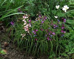 Attēlu rezultāti vaicājumam “Lathyrus vernus”