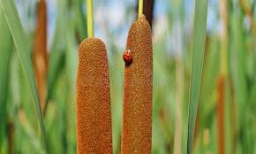 Attēlu rezultāti vaicājumam “Acoraceae”